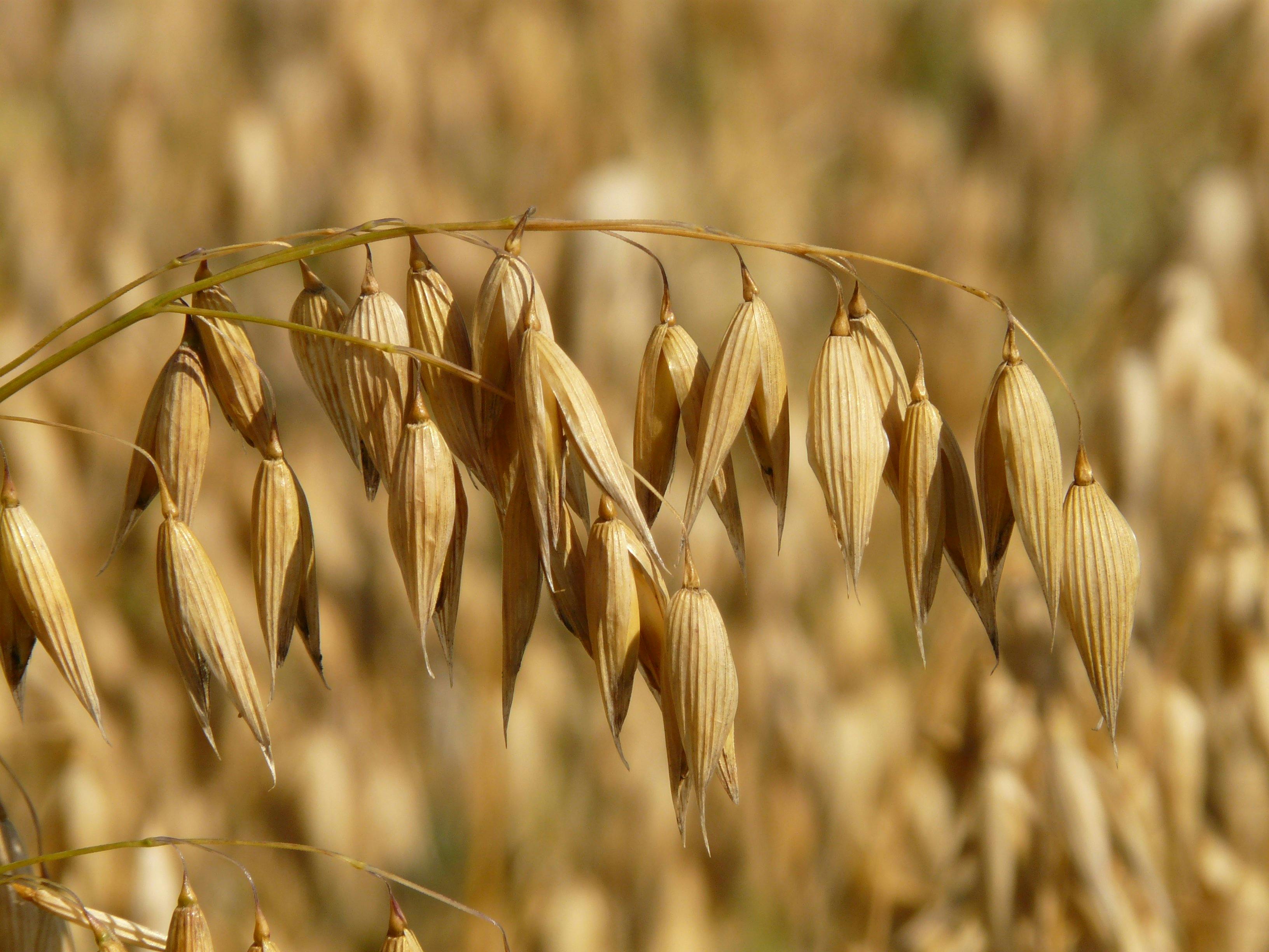 Transformation agroalimentaire